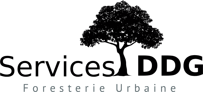 logo-services-DDG
